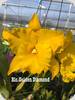 Rlc. Golden Diamond